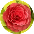 camelia sostis1859
