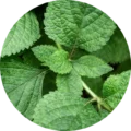 Αιθέριο έλαιο Μέντας (Mentha Piperita) 1 peppermint ingr
