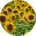 sunflower sostis1859