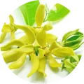 Lip Balm - Λεβάντα & Ylang Ylang 3 ylang ylang oil sostis1859