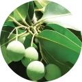 tamanu oil