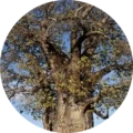 baobab sostis